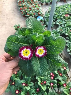 高度10厘米报春花