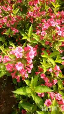 高度40厘米红王子锦带