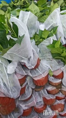 高度20厘米八仙花