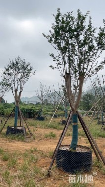 13公分紫薇