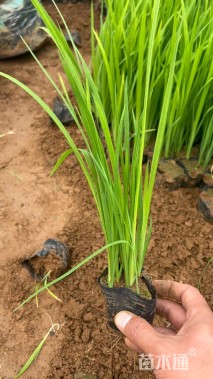 高度26厘米水生鸢尾