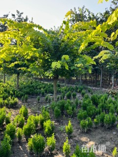 9公分加拿大紫荆