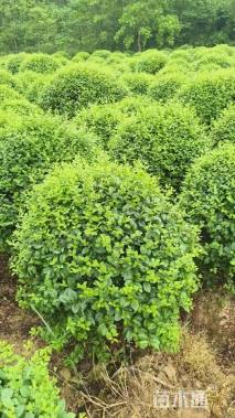 高度150厘米黄杨