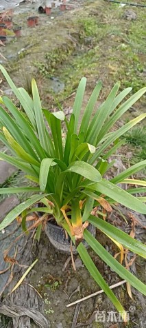 高度25厘米百子莲