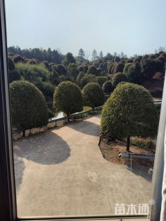 15公分桂花