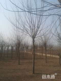 高度600厘米小叶白蜡