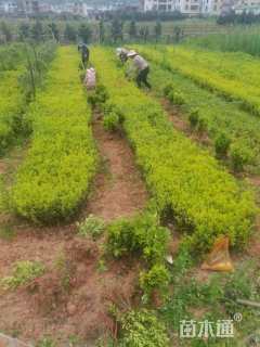 高度15厘米杜鹃