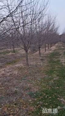 12公分北美海棠