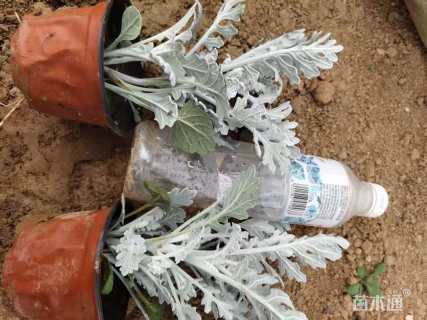 高度25厘米银叶菊