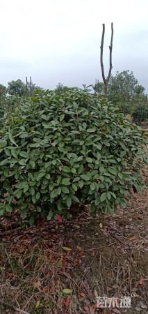 冠幅150厘米红叶石楠球