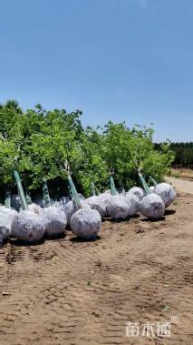 12公分美国红枫