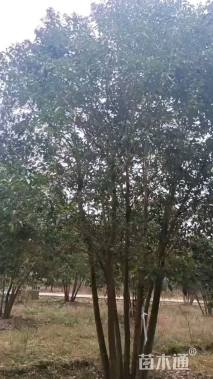 60公分(7杆)丛生女贞