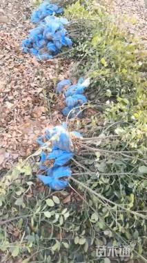 高度80厘米卫矛