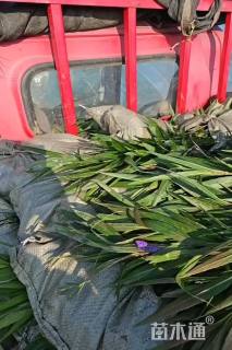 高度40厘米翠芦莉