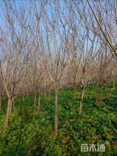 10公分日本晚樱