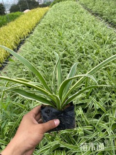 高度20厘米吊兰