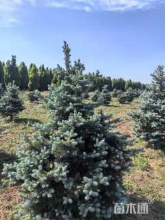 高度100厘米美国蓝杉