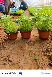 高度15厘米千屈菜