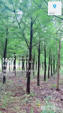 15公分中山杉