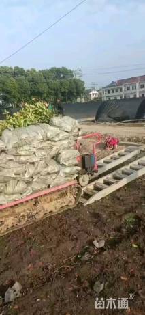 高度60厘米红叶石楠小苗