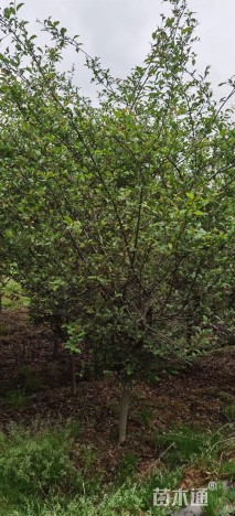 12公分垂丝海棠