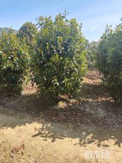 高度160厘米美人茶