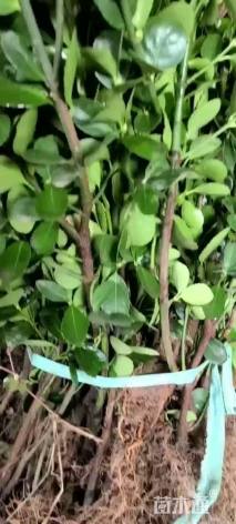 高度50厘米大叶黄杨