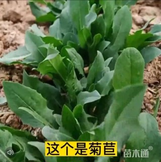 菊苣种子