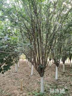 12公分西府海棠