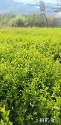 高度30厘米金禾女贞