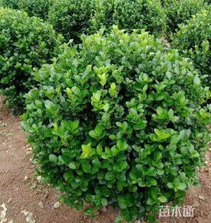 冠幅120厘米卫矛球