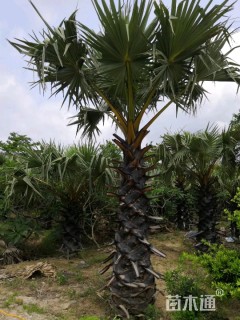 裸干高300厘米扇叶糖棕