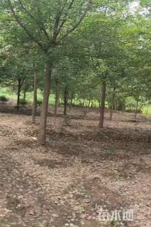 15公分三角枫
