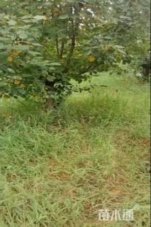 10公分垂丝海棠