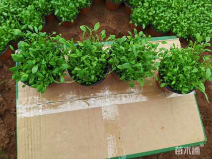 高度15厘米美丽月见草