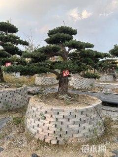 移栽苗造型罗汉松