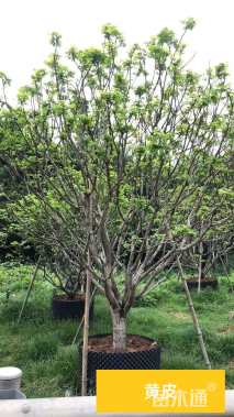 高度400厘米黄皮