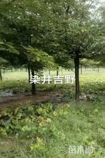10公分染井吉野樱