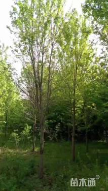 15公分美国红枫