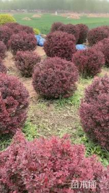 冠幅100厘米紫叶小檗球