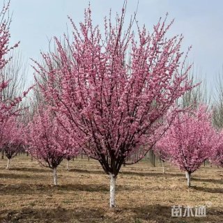 8公分榆叶梅