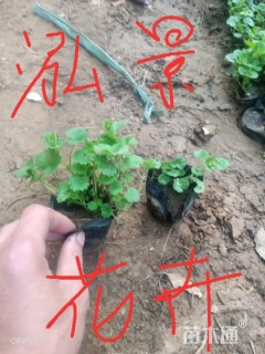 高度15厘米活血丹