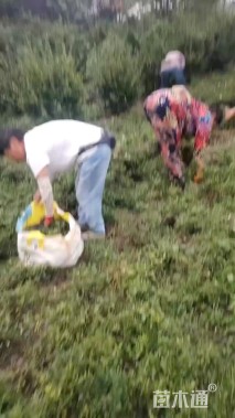 高度30厘米小叶栀子