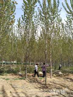 8公分杨树