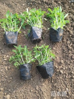 高度13厘米千屈菜