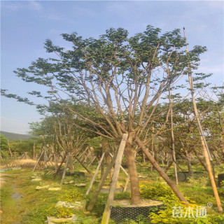 8公分小叶紫薇
