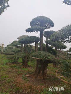 40公分对节白蜡