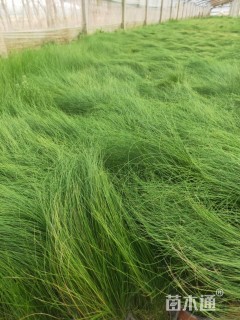 高度40厘米细茎针茅