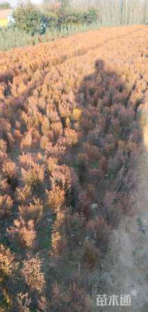 高度30厘米洒金柏