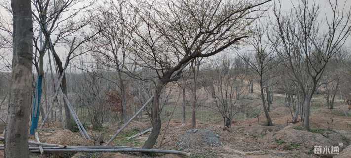 25公分造型朴树